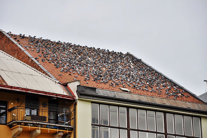 A2B Pest Control are able to install spikes to deter birds from roofs in Penge. 