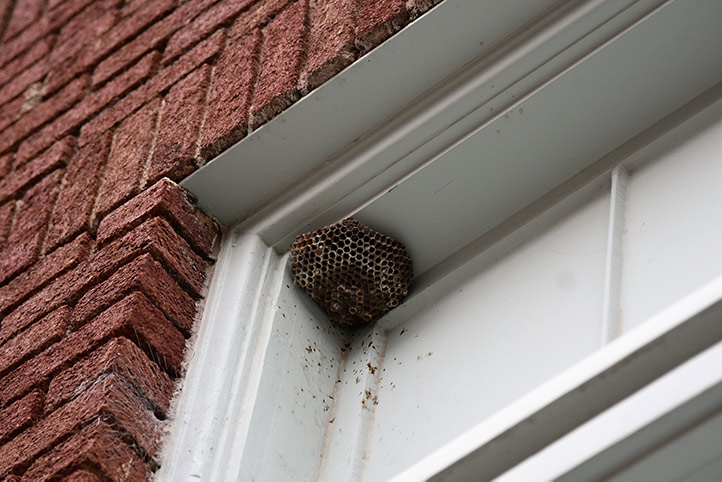 We provide a wasp nest removal service for domestic and commercial properties in Penge.